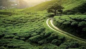 Plantation de thé, Nuwara Eliya