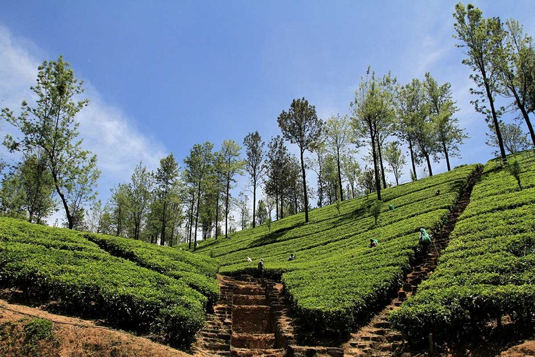Route du thé, Nuwara Eliya