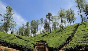 Route du thé, Nuwara Eliya