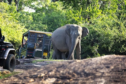 Circuit Découverte et détente au Sri Lanka - TUI