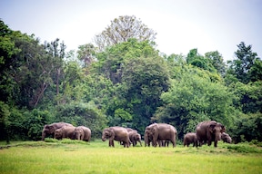 Elephant Transit Home