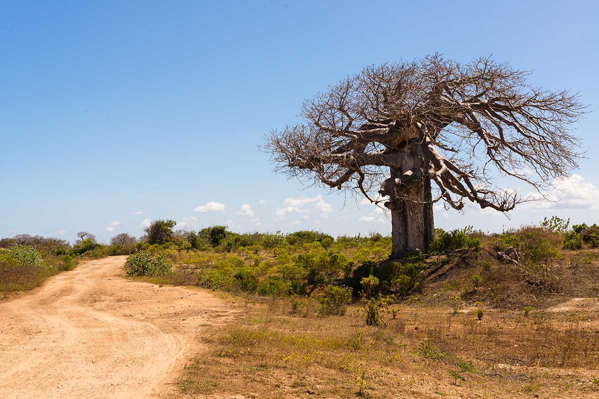 Madagascar - Circuit Rivière Tsiribihina, Grands Tsingy, Baobabs et Sable Blanc