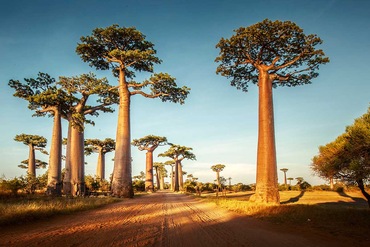 Circuit Rivière Tsiribihina, grands Tsingy, baobabs et sable blanc - TUI