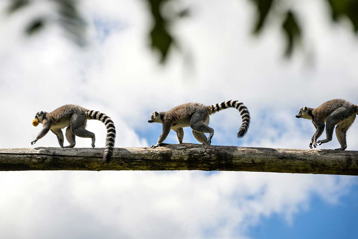 Madagascar - Circuit Lémuriens, Pangalanes et Route du Sud