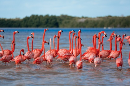 Autotour Essentiel - Couleurs du Yucatán - TUI
