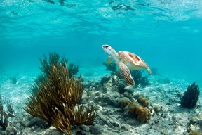 Observation des tortues marines