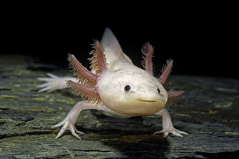 Axolotl