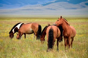 Chevaux de Prjewalski