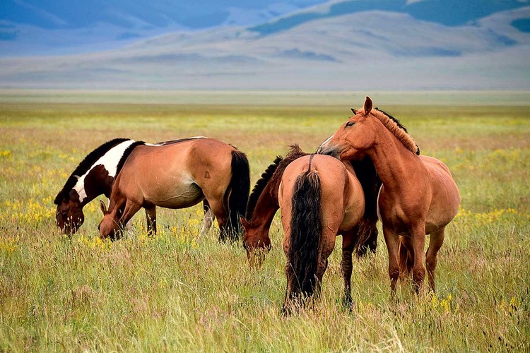 Circuit Majestueux empire de Gengis Khan - TUI