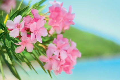 Autotour Cap sur l'île aux fleurs - TUI