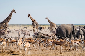 Parc d'Etosha