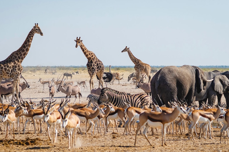 Parc d'Etosha