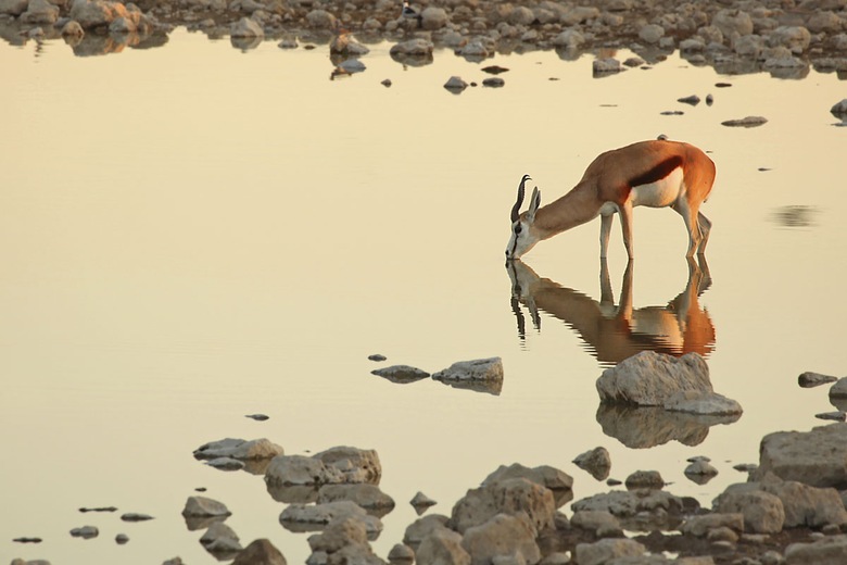 Parc d'Etosha