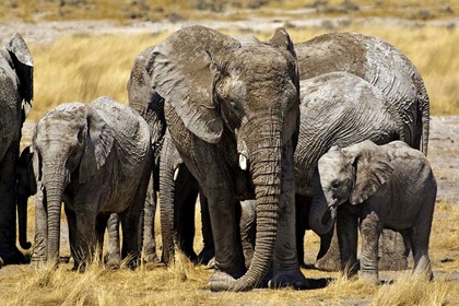 Road Trip Dunes et désert namibiens - TUI