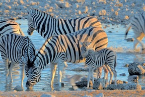 Parc d’Etosha