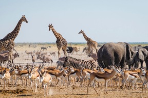 Parc d'Etosha