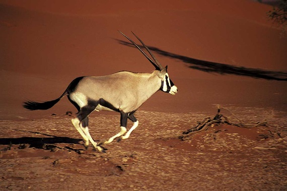 Circuit Visage de Namibie- TUI