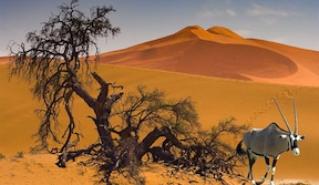 Circuit Pays Himba, dunes et réserves de Namibie