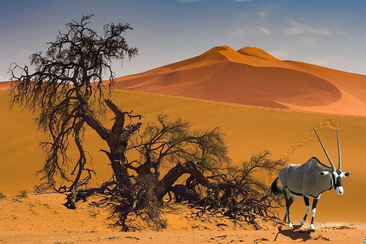 Circuit Pays himba, dunes et réserves de Namibie - TUI