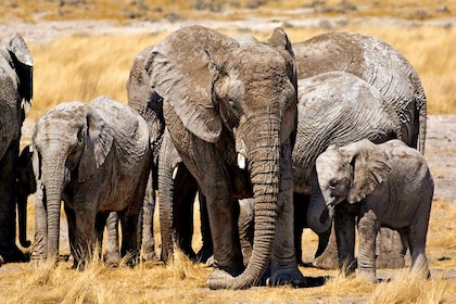 Circuit Pays himba, dunes et réserves de Namibie - TUI