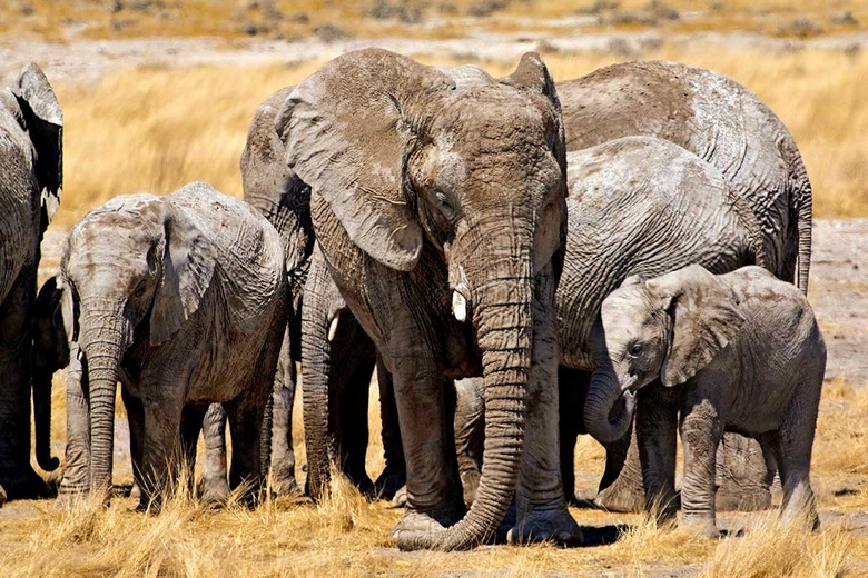 Parc National d’Etosha