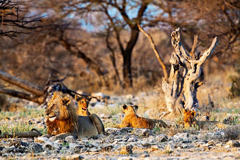 Parc National d’Etosha