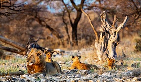 Parc National d’Etosha