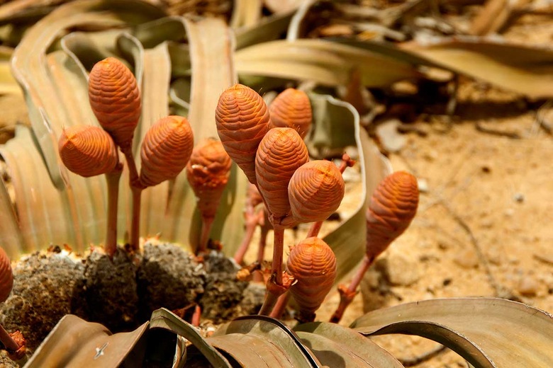 Welwitschia Mirabilis