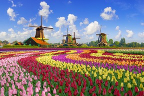 La floraison des tulipes à Amsterdam