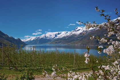 Circuit Grand tour des fjords - TUI