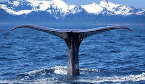 Îles Lofoten - Safari baleines