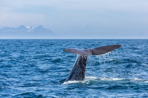 Safari baleines