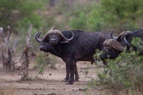 Safari dans la réserve de Bandia