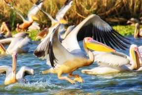 Parc d’ornithologie du Djoudj