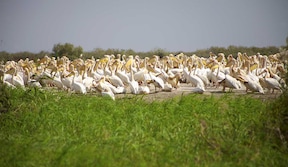 Parc national des oiseaux du Djoudj