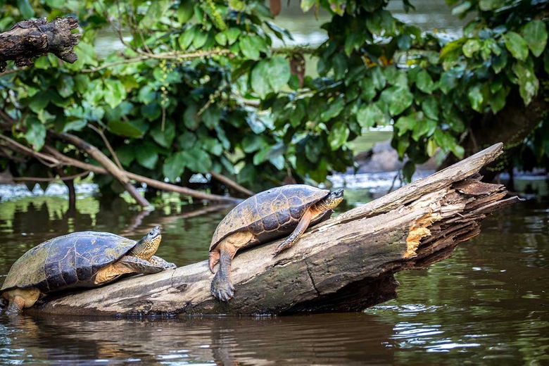 Tortuguero