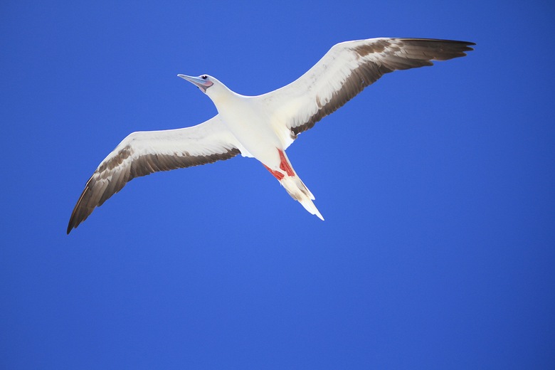 Parc marin de Sainte-Anne