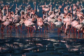 Parc de Manyara