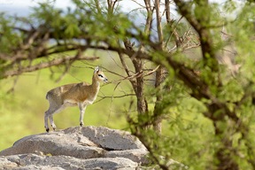 Parc de Manyara