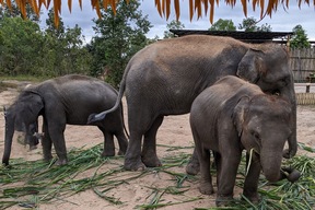 Refuge d’éléphants
