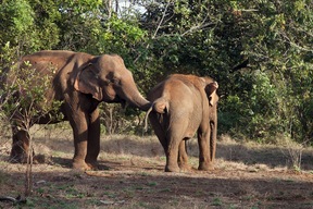 Camp d’éléphants