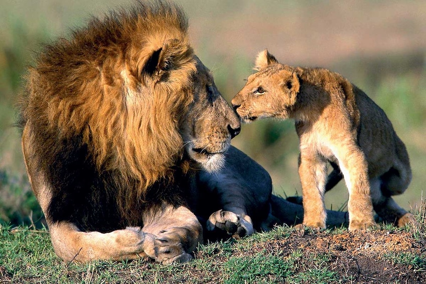 Circuit privé Chuuut... le lion dort ! - TUI