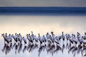 Parc National du lac Manyara