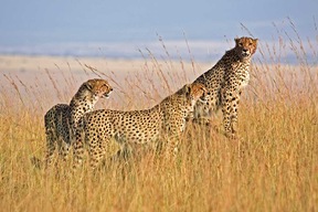 Parc national du Serengeti