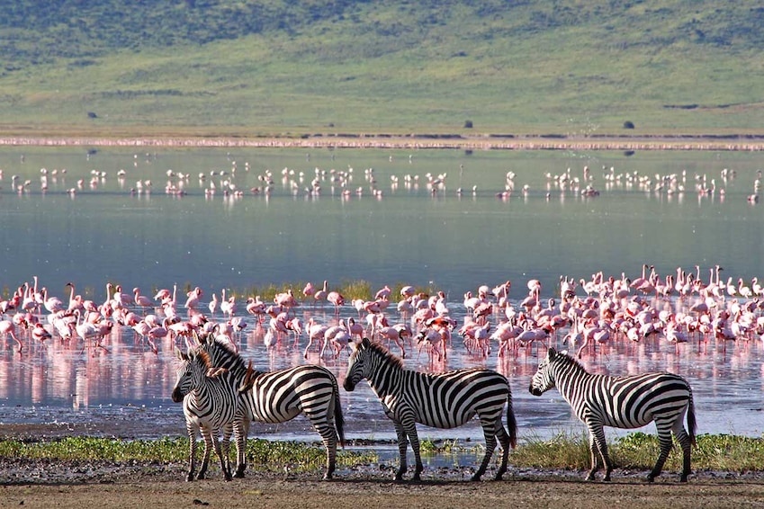 Circuit Inoubliable Tanzanie - TUI