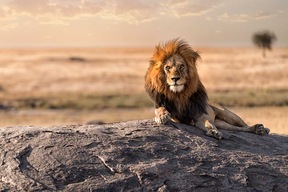 Parc National du Serengeti