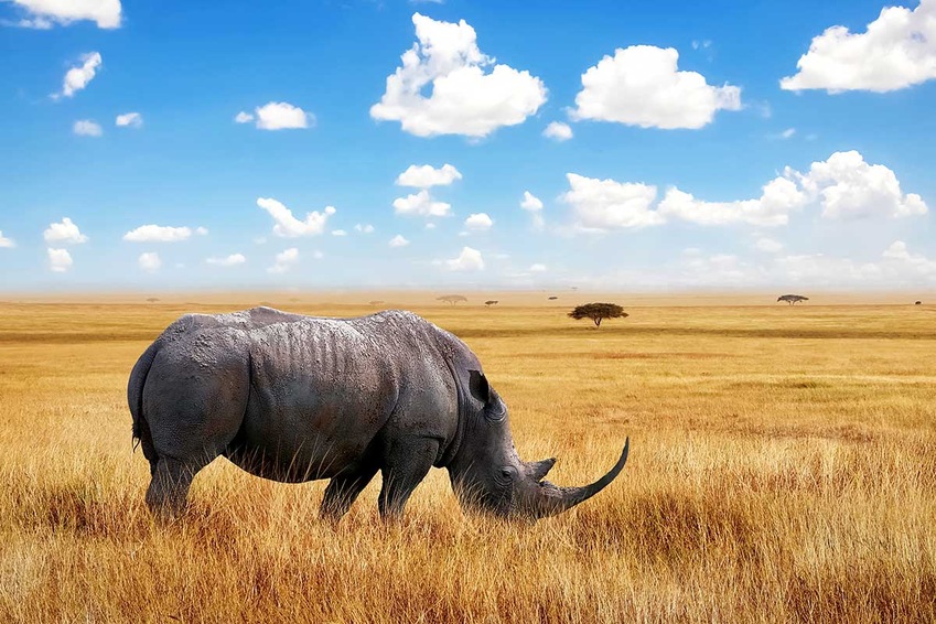 Circuit Safari authentique - TUI