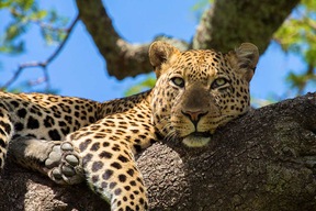 Parc National du lac Manyara