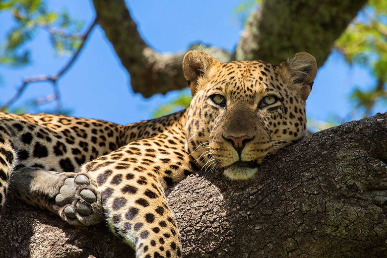 Parc National du lac Manyara