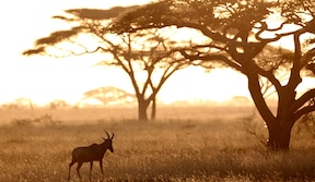 Parc national du Serengeti
